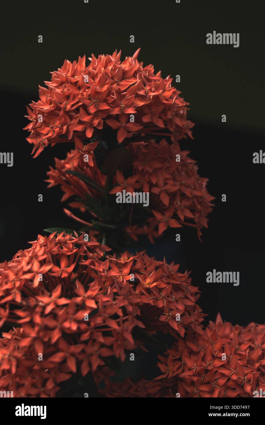 Serie di foto macro di vivaci fiori rossi di Ixora o Jungle Geranium. Con grappolo denso, gemme e texture dettagliate in luce naturale e soffusa. Foto Stock