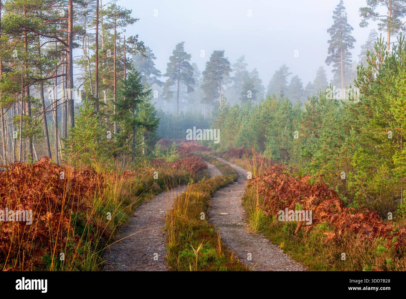 Una strada sterrata nebbiosa nella foresta nella calda luce autunnale, Svezia Foto Stock