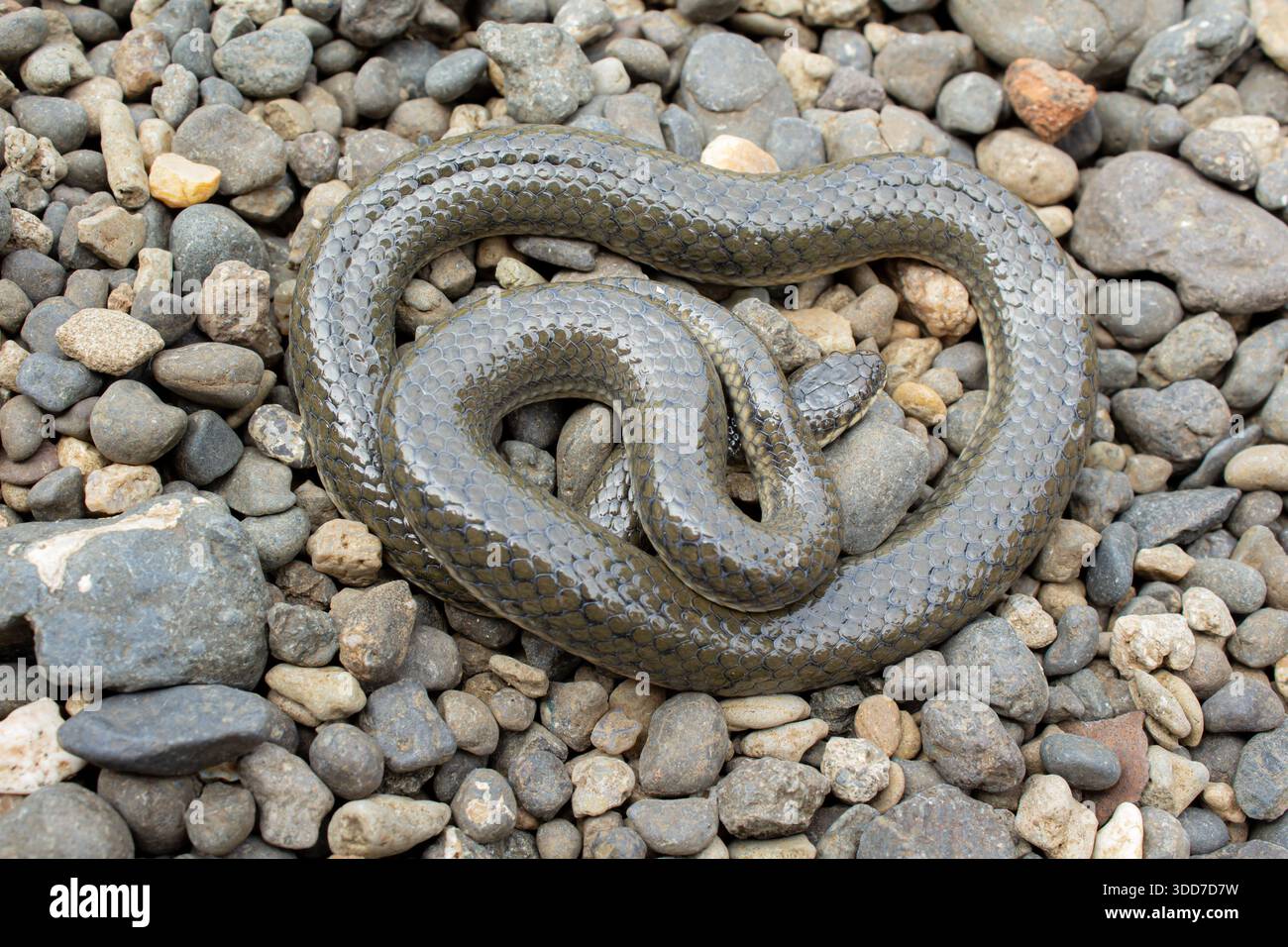 Serpente di riso grigio che scivola sul fiume Pebbles in Natural Habitat Foto Stock