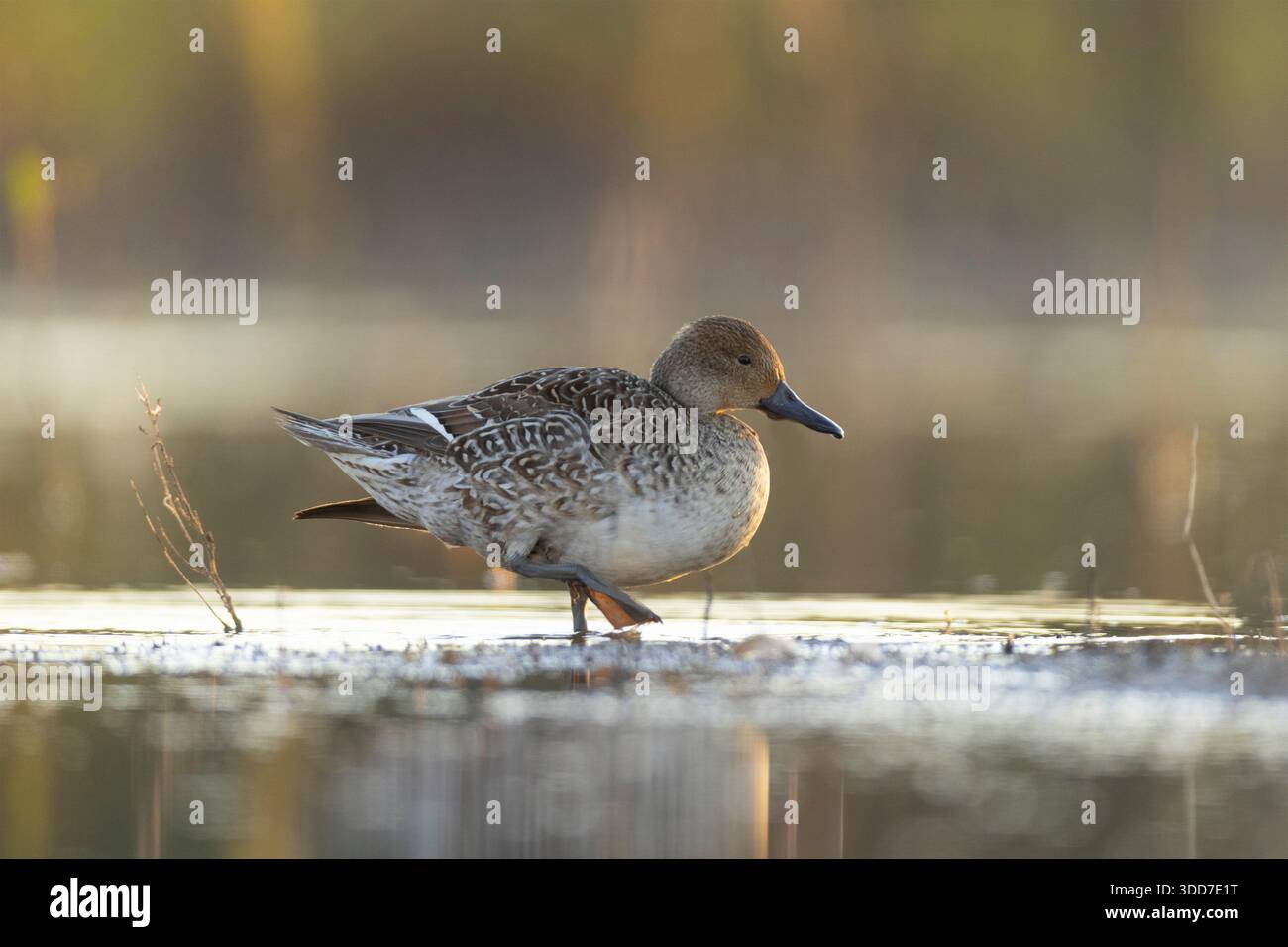 Pintail settentrionale (Anas acuta). Questa anatra è diffusa in tutta l'Europa settentrionale, in Asia e in Nord America. Abita le zone umide e si nutre di p Foto Stock