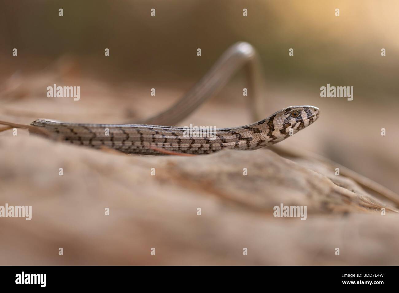 Il giovane Scheltopusik o la lucertola senza gambe europea (Pseudopus apodus) fotografato in Israele a settembre Foto Stock