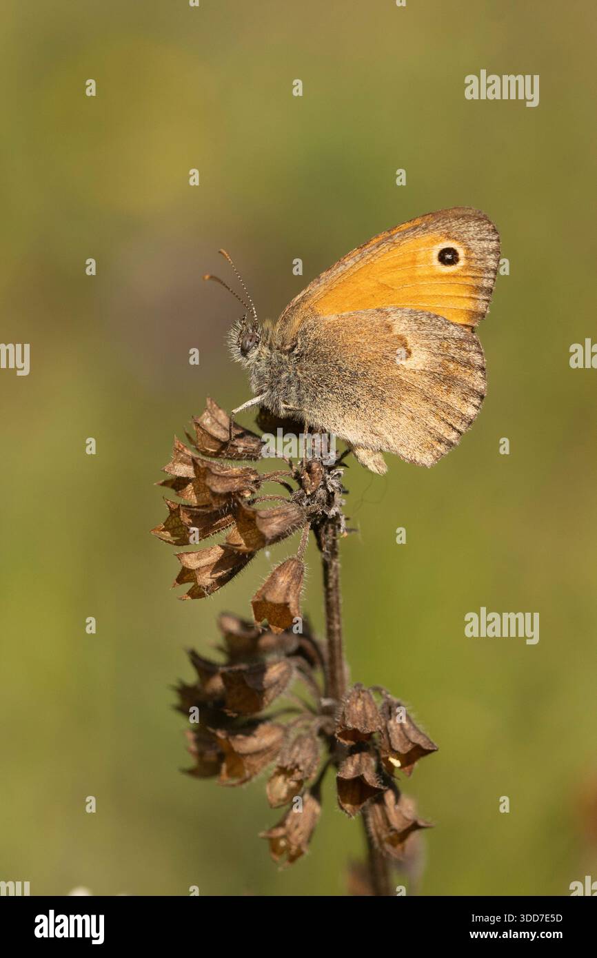 La piccola brughiera (Coenonympha pamphilus) è una specie di farfalla appartenente alla famiglia Nymphalidae, classificata nella sottofamiglia Satyrinae (comunemente kn) Foto Stock