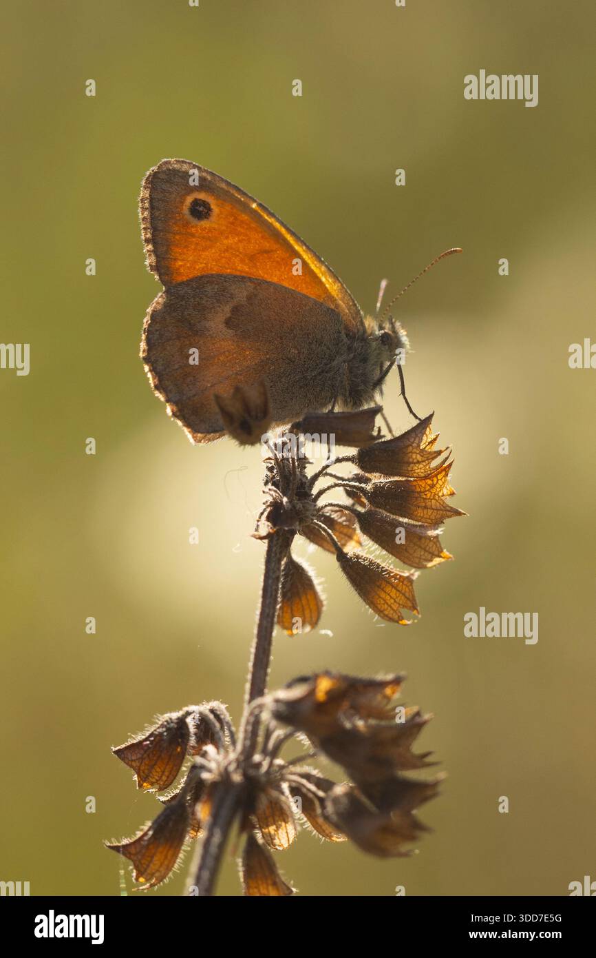 La piccola brughiera (Coenonympha pamphilus) è una specie di farfalla appartenente alla famiglia Nymphalidae, classificata nella sottofamiglia Satyrinae (comunemente kn) Foto Stock