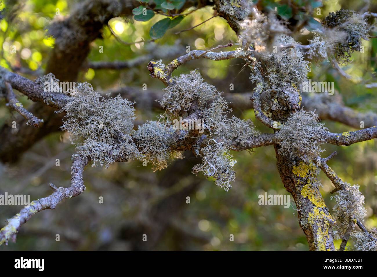 Lichene di barba, probabilmente del genere Usnea, noto anche come barba di Old Man. Questi licheni sono un tipo di lichene fruticoso che cresce in ciuffi Foto Stock