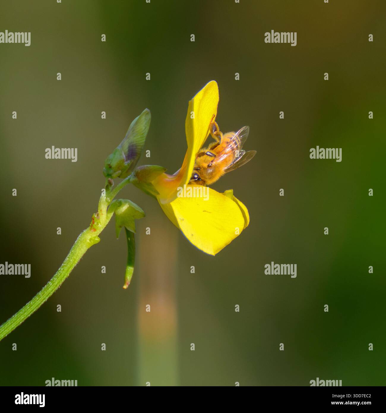 Un'ape del miele occidentale, in volo vicino a un trefoil di uccello giallo (Lotus corniculatus). Il trifoglio di uccello è una pianta perenne con trifoglio giallo Foto Stock