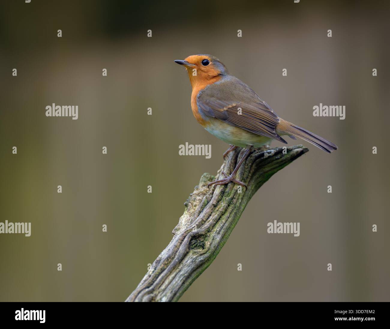 robin erithacus rubecula europeo arroccato su e vecchio ramo morto in attesa del suo turno presso l'alimentatore per uccelli, North norfolk, Regno Unito. Foto Stock