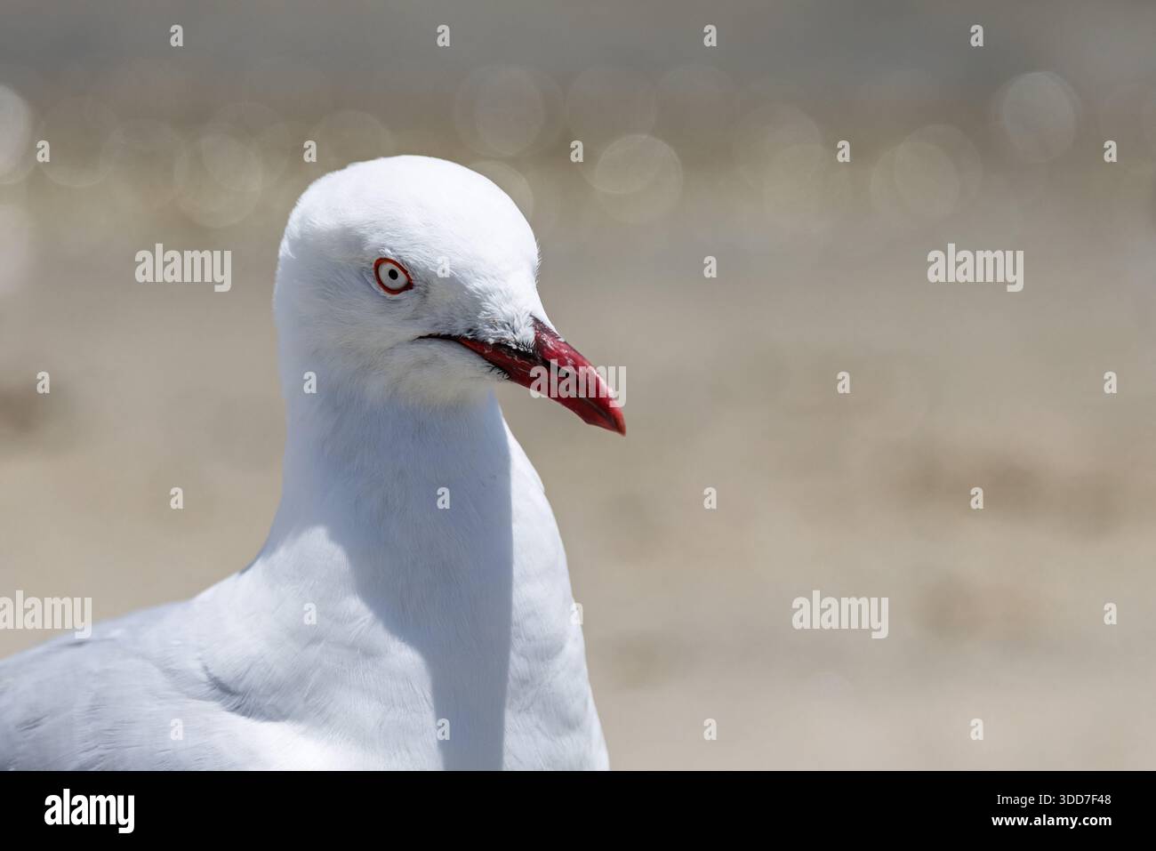 Primo piano della testa di un Gull d'argento con occhi suggestivi e becco rosso nel nuovo Galles del Sud, Australia Foto Stock