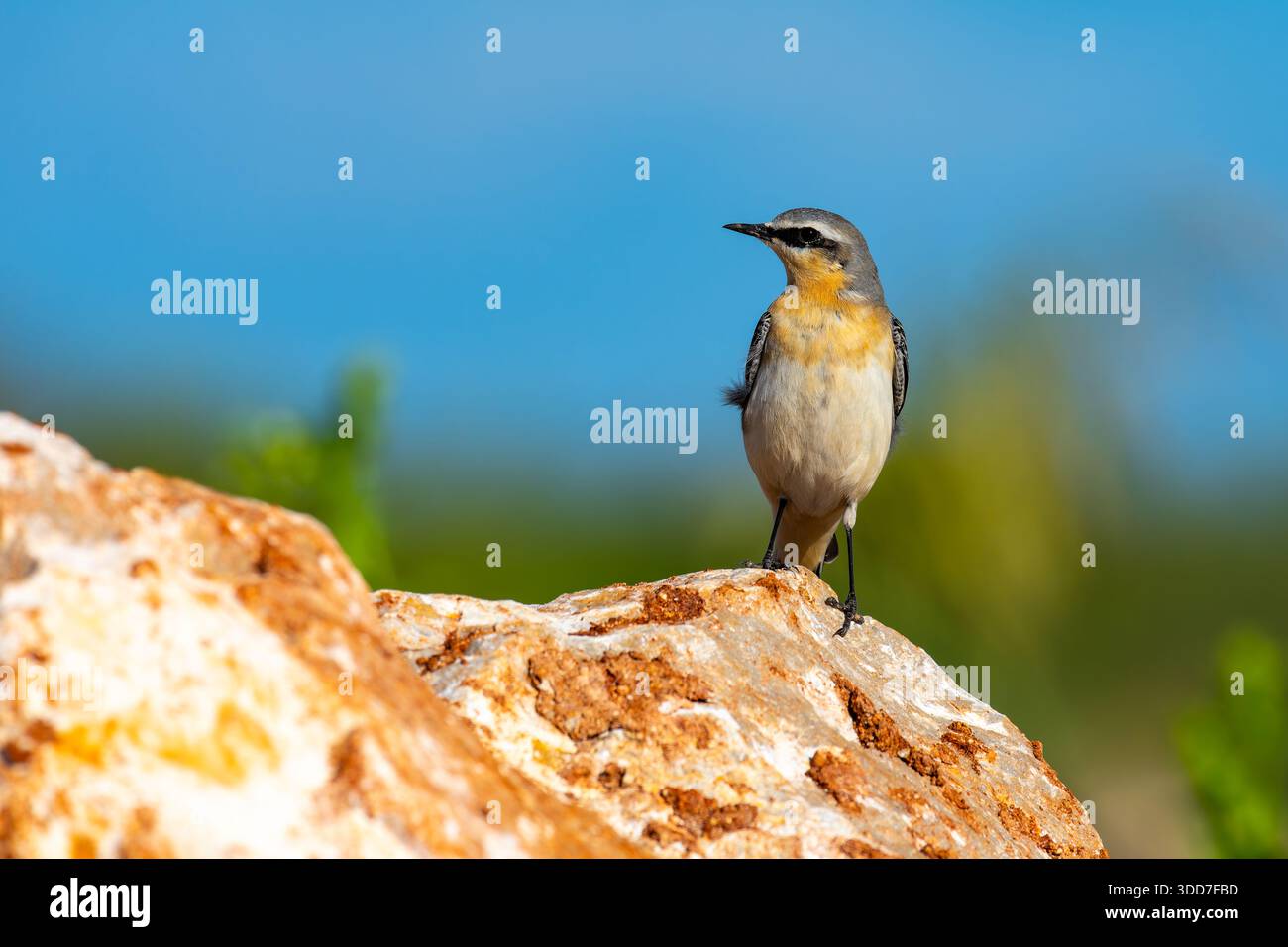 Il wheatear settentrionale o wheatear (Oenanthe oenanthe) è un piccolo uccello passerino della famiglia dei flycatcher del Vecchio mondo. È il membro più diffuso Foto Stock