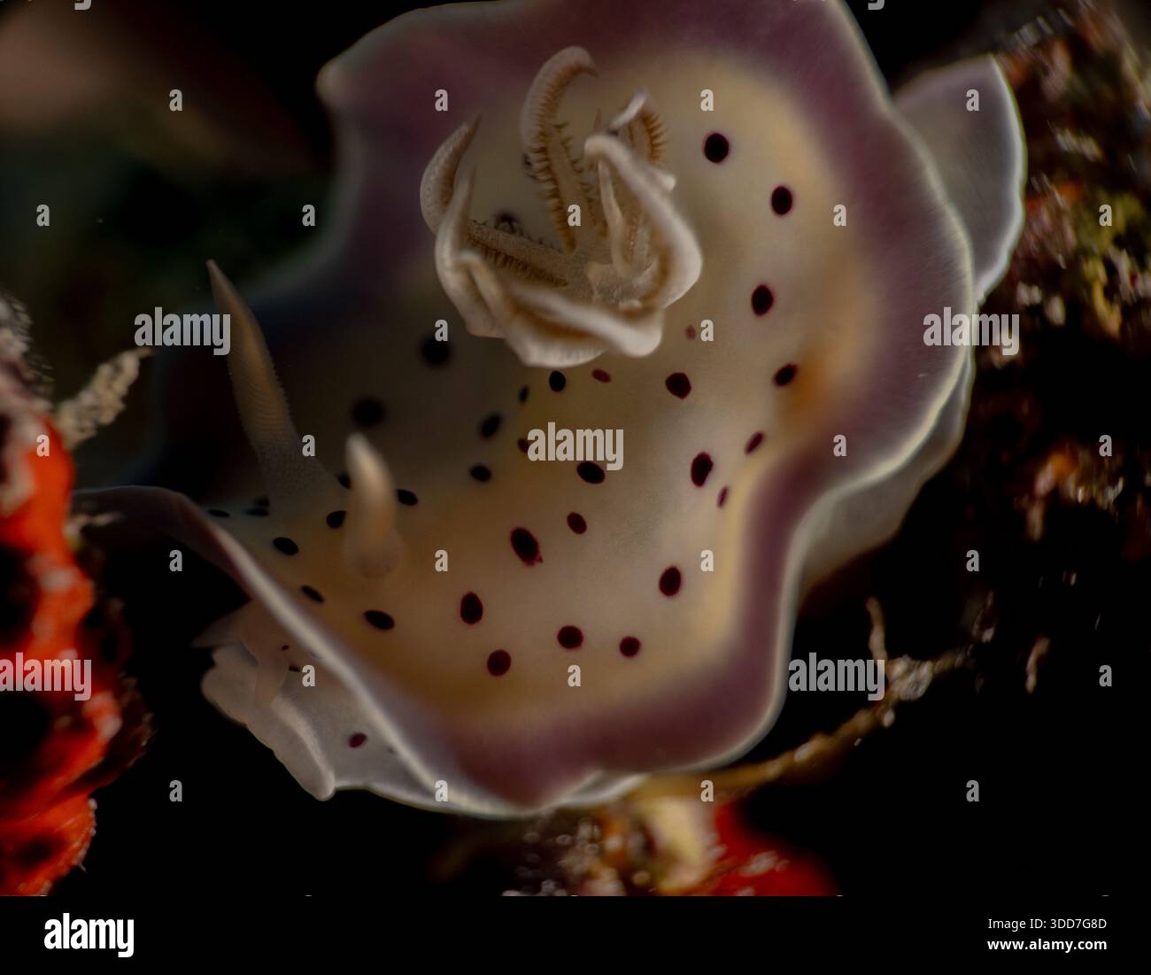 Una creatura marina con una conchiglia bianca e viola con punti neri. Il guscio è molto grande e presenta molti punti Foto Stock