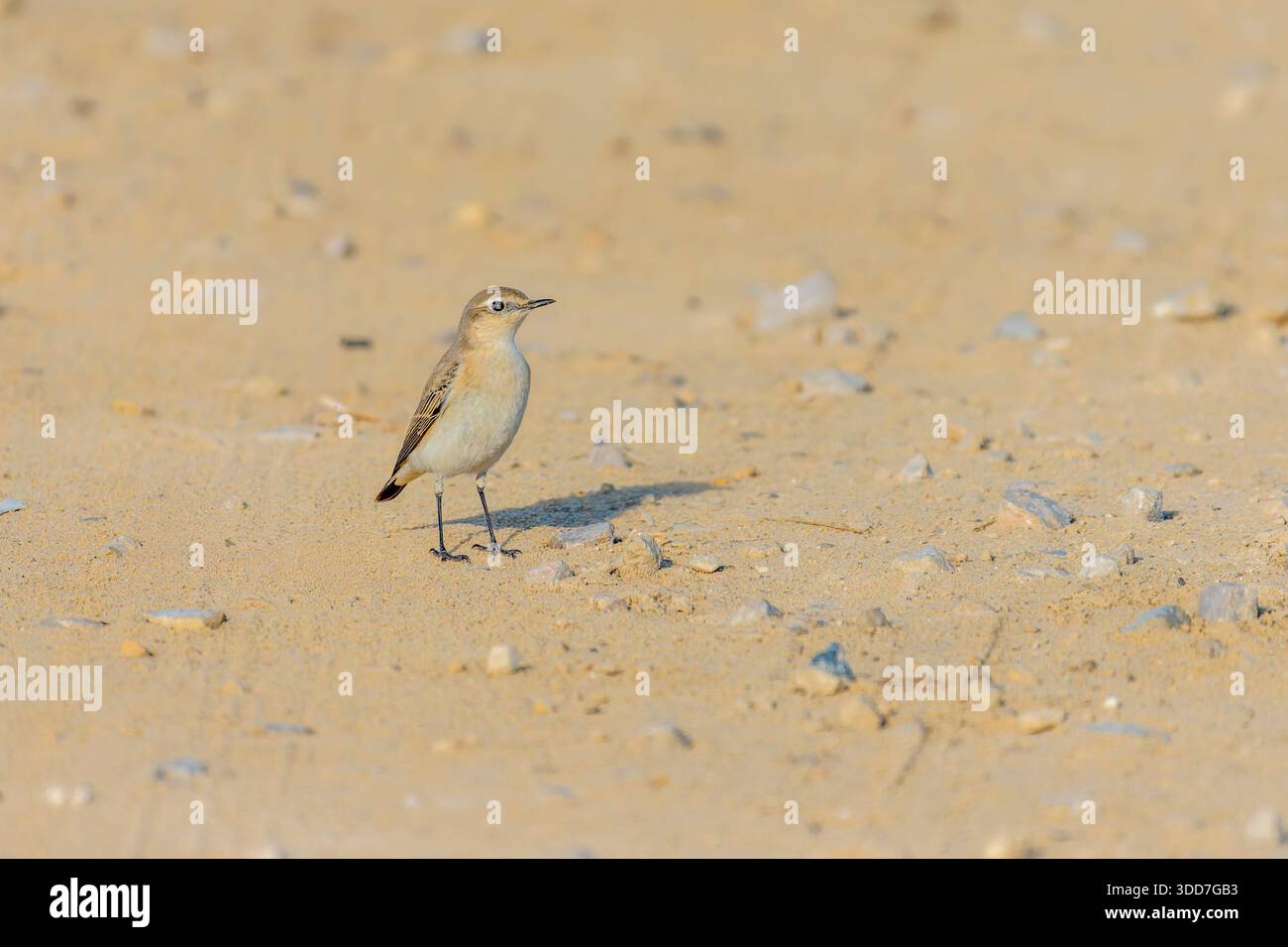 Il wheatear isabellino (Oenanthe isabellina) è un piccolo uccello passerino che in precedenza era classificato come membro della famiglia dei Turdidae, ma non lo è Foto Stock