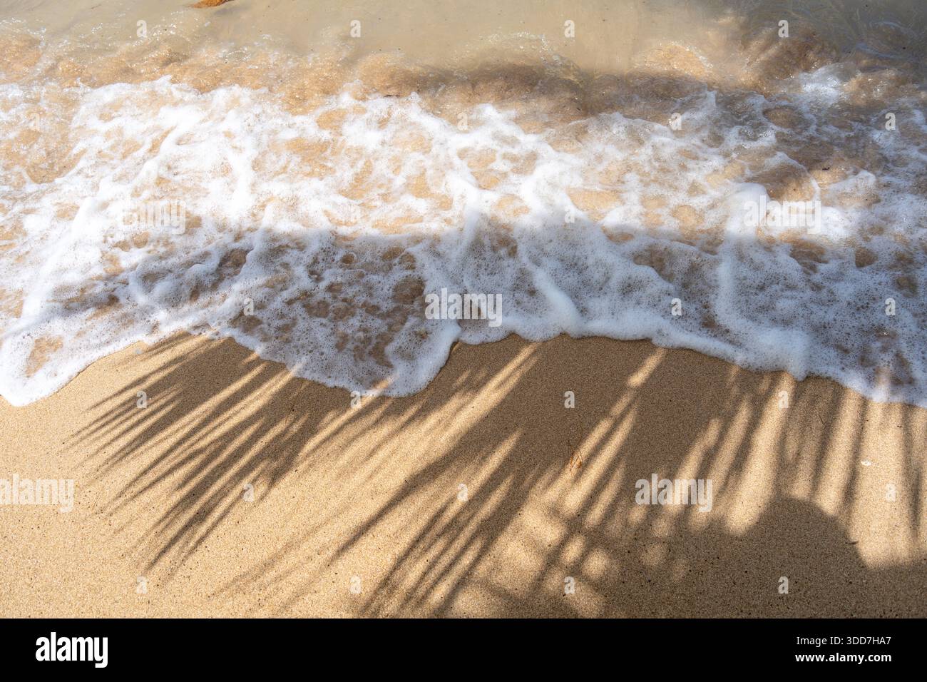 L'ombra di una palma si estende attraverso la sabbia dorata di Anaho Beach, Nuku Hiva, Polinesia francese, creando un'atmosfera tropicale e serena Foto Stock
