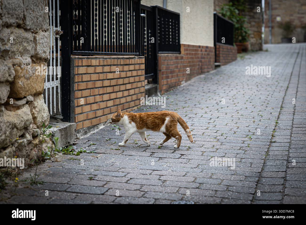 Uno zenzero e un gatto bianco camminano lungo una strada acciottolata in una città europea. Foto Stock