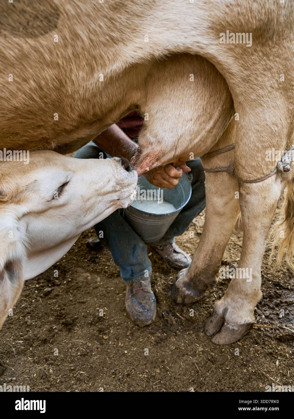 Vitello che beve latte dalla madre nel fienile Foto Stock