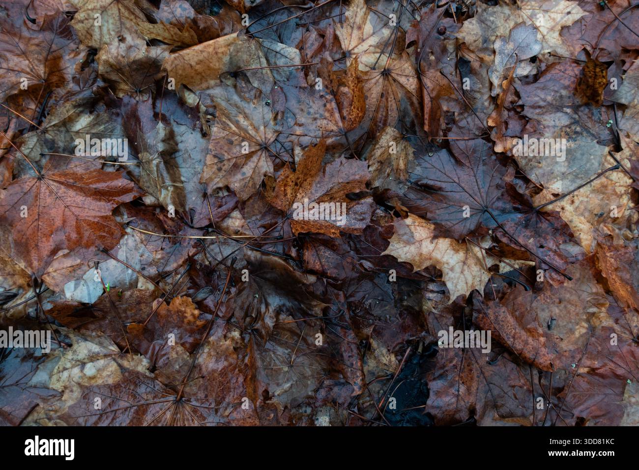 Foglie autunnali bagnate dalla pioggia che ricoprono il suolo della foresta, formando una ricca texture naturale con tonalità marroni terrose Foto Stock