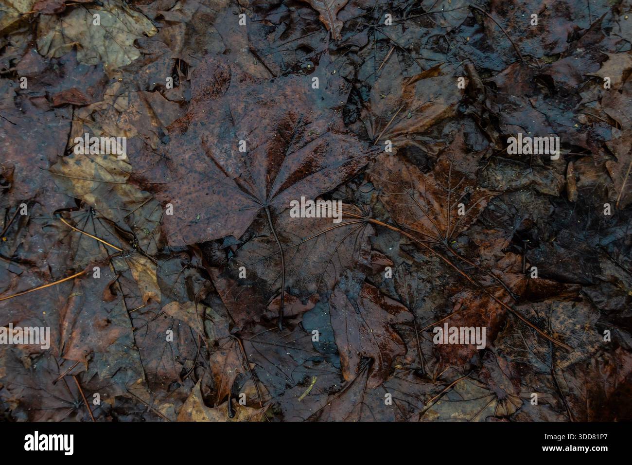 Foglie autunnali bagnate dalla pioggia che ricoprono il suolo della foresta, formando una ricca texture naturale con tonalità marroni terrose Foto Stock