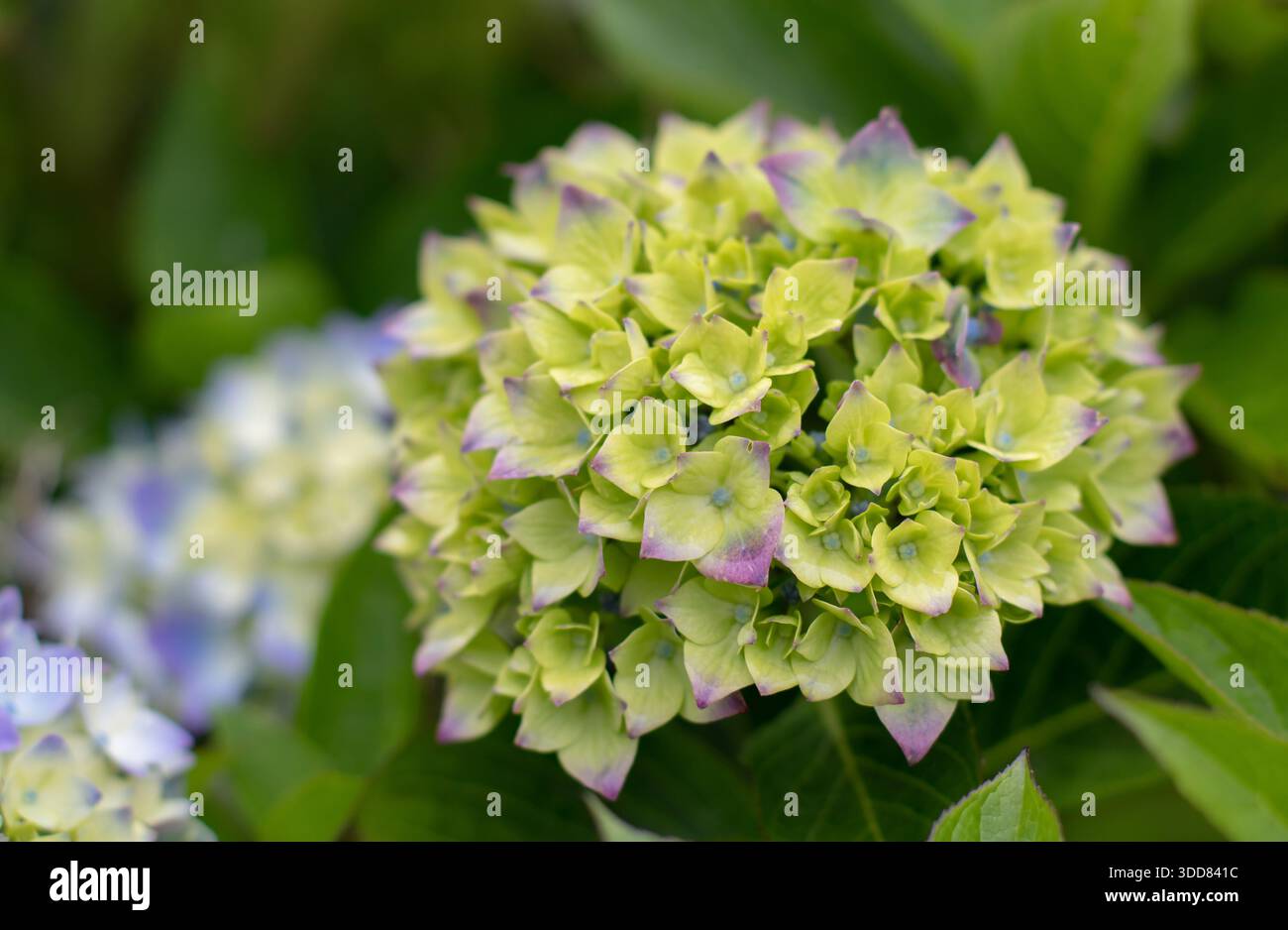 Primo piano di una giovane testa di fiori di ortensia macrophylla con petali gialli di verde chiaro che iniziano a diventare viola. Fase di fioritura precoce con morbidezza naturale Foto Stock