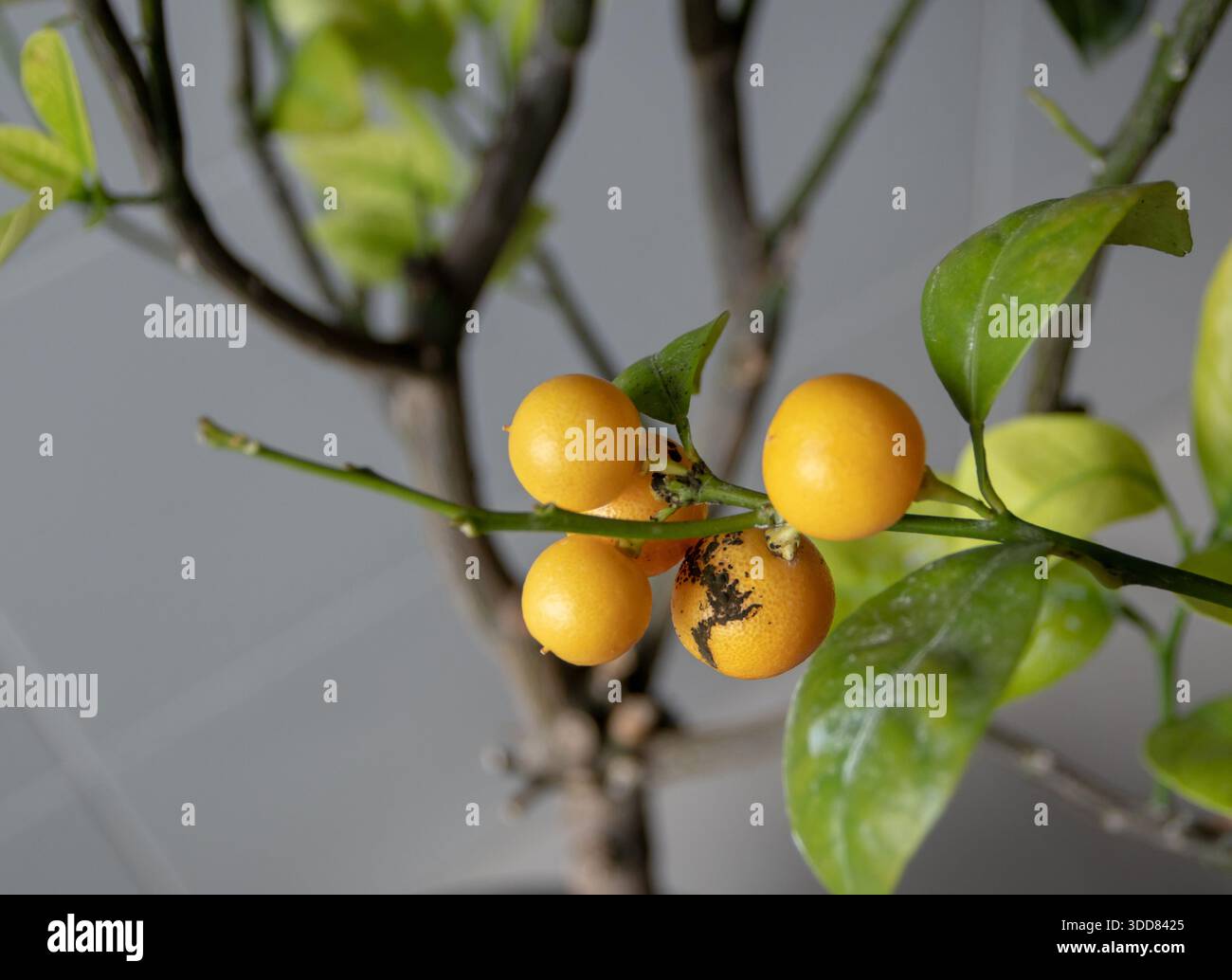 Agrumi maturi di calamondina influenzati dal fungo della muffa della fuliggine. Primo piano di agrumi malati che mostrano rivestimento fungino nero, patologia vegetale comune e gard Foto Stock