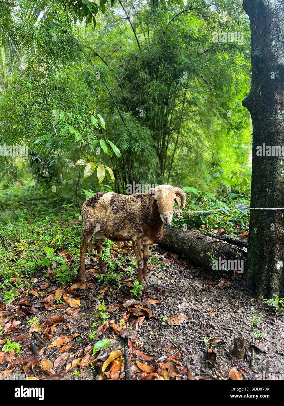 Una capra cornea in piedi su un terreno boschivo circondato da vegetazione lussureggiante e alberi. - Immagine stock catturata con smartphone