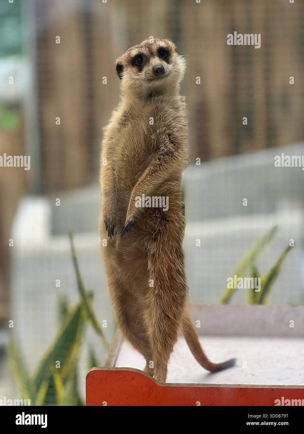 Un meerkat in piedi e in posizione eretta in un ambiente naturale all'aperto. Adatto per concetti relativi alla natura, alla fauna selvatica e al comportamento degli animali. Foto Stock