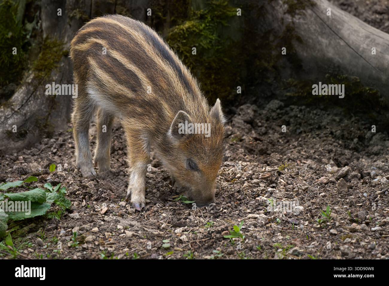 Maialino - giovane cinghiale (Sus scrofa) alla ricerca di cibo nella terra Foto Stock