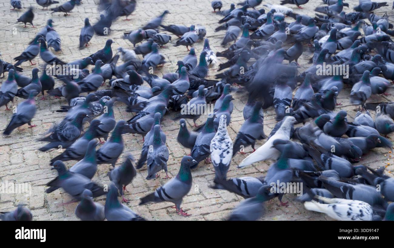 Molti piccioni (Columba livia) si riuniscono su una piazza lastricata, creando una scena vivace piena di movimento e attività di fauna selvatica urbana. Foto Stock