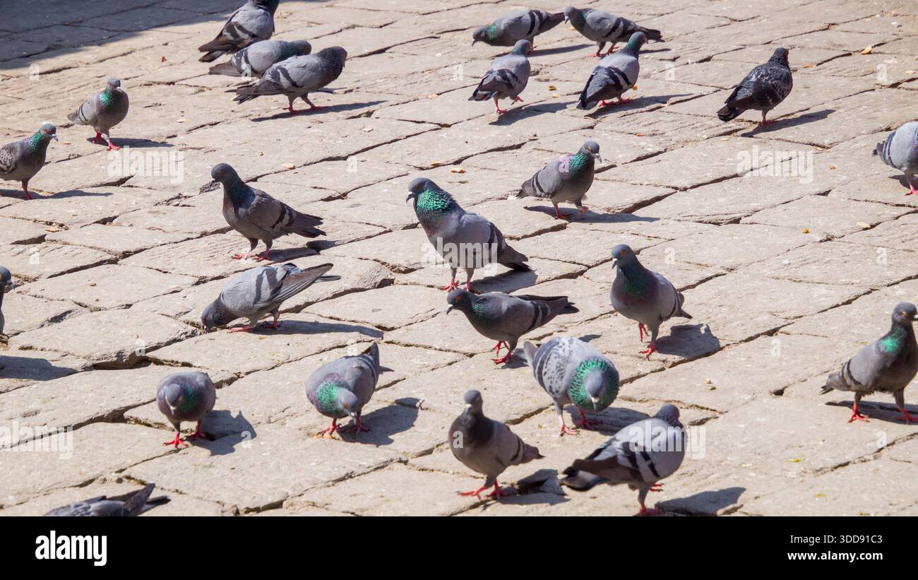 Piccioni sparsi tranquillamente su una pavimentazione di ciottoli illuminata dal sole. Foto Stock