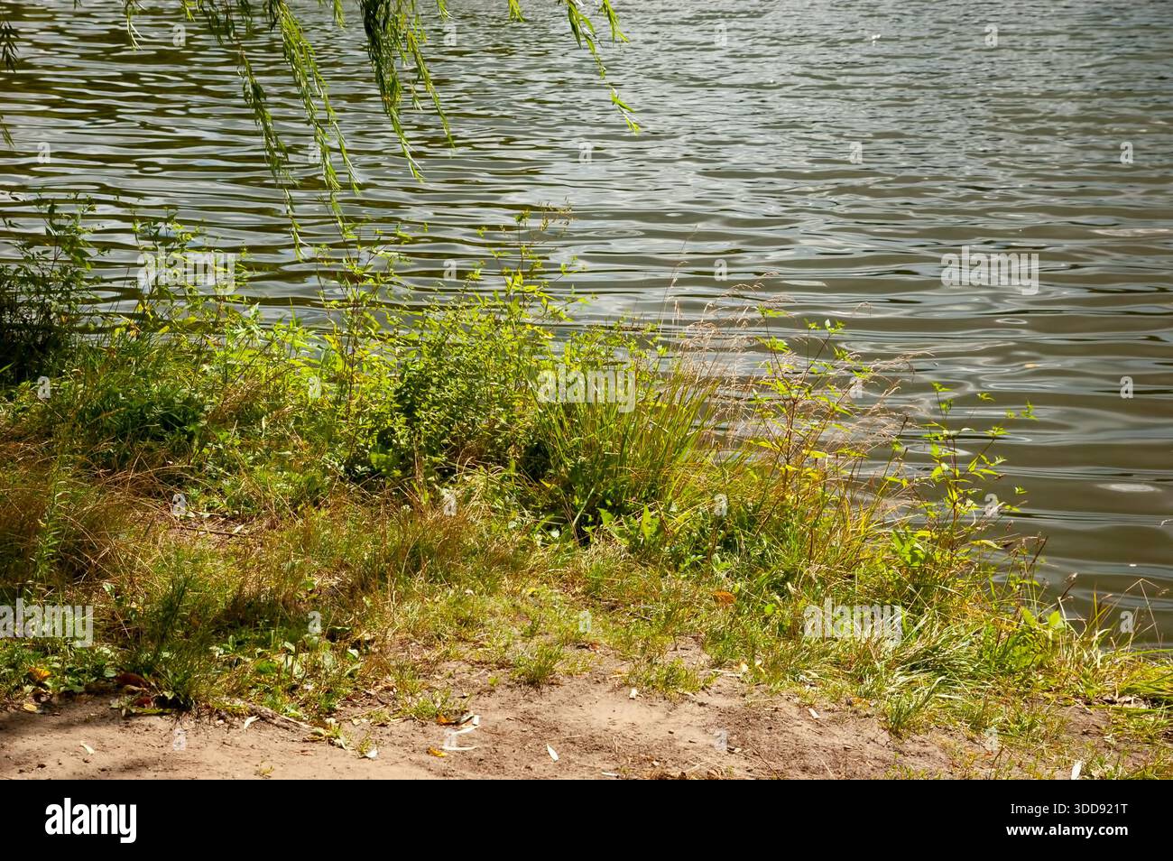 Lakeshore con acqua increspata, erba verde sulla riva e rami di salice. Foto Stock