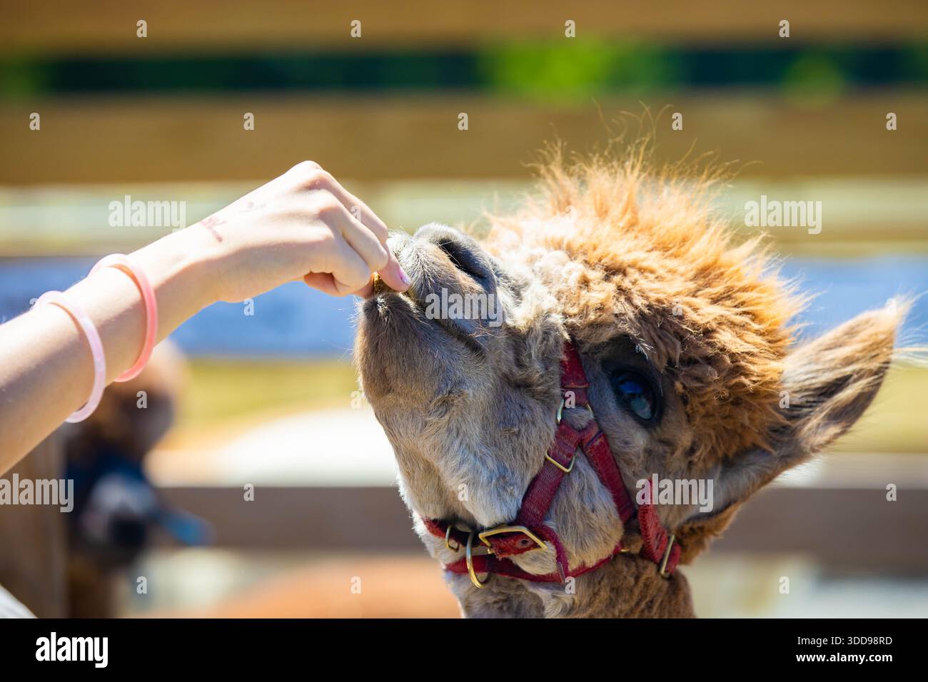 Un ritratto ravvicinato di un alpaca che viene delicatamente nutrito a mano da una persona, catturando l'interazione e la calma espressione dell'animale durante un ex animale da fattoria Foto Stock