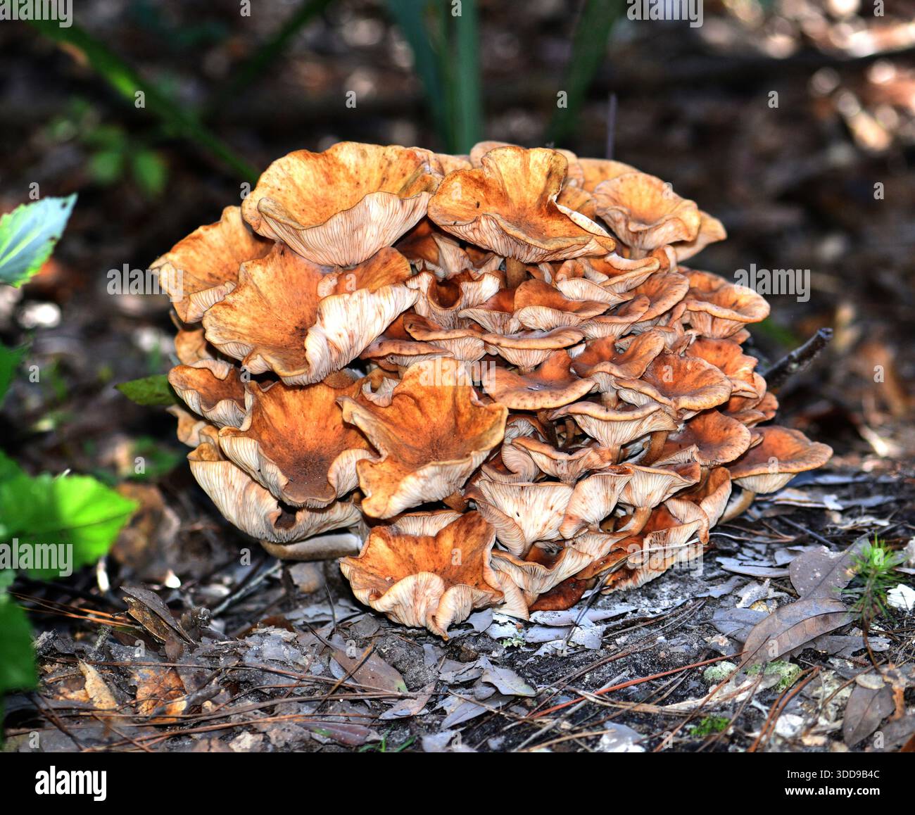 Blue Springs, Florida 14/11/24. Passato primo, cluster più vecchio. Alla base dell'albero di Live Oak. Nota: Il genere cambia da Armillaria. Foto Stock