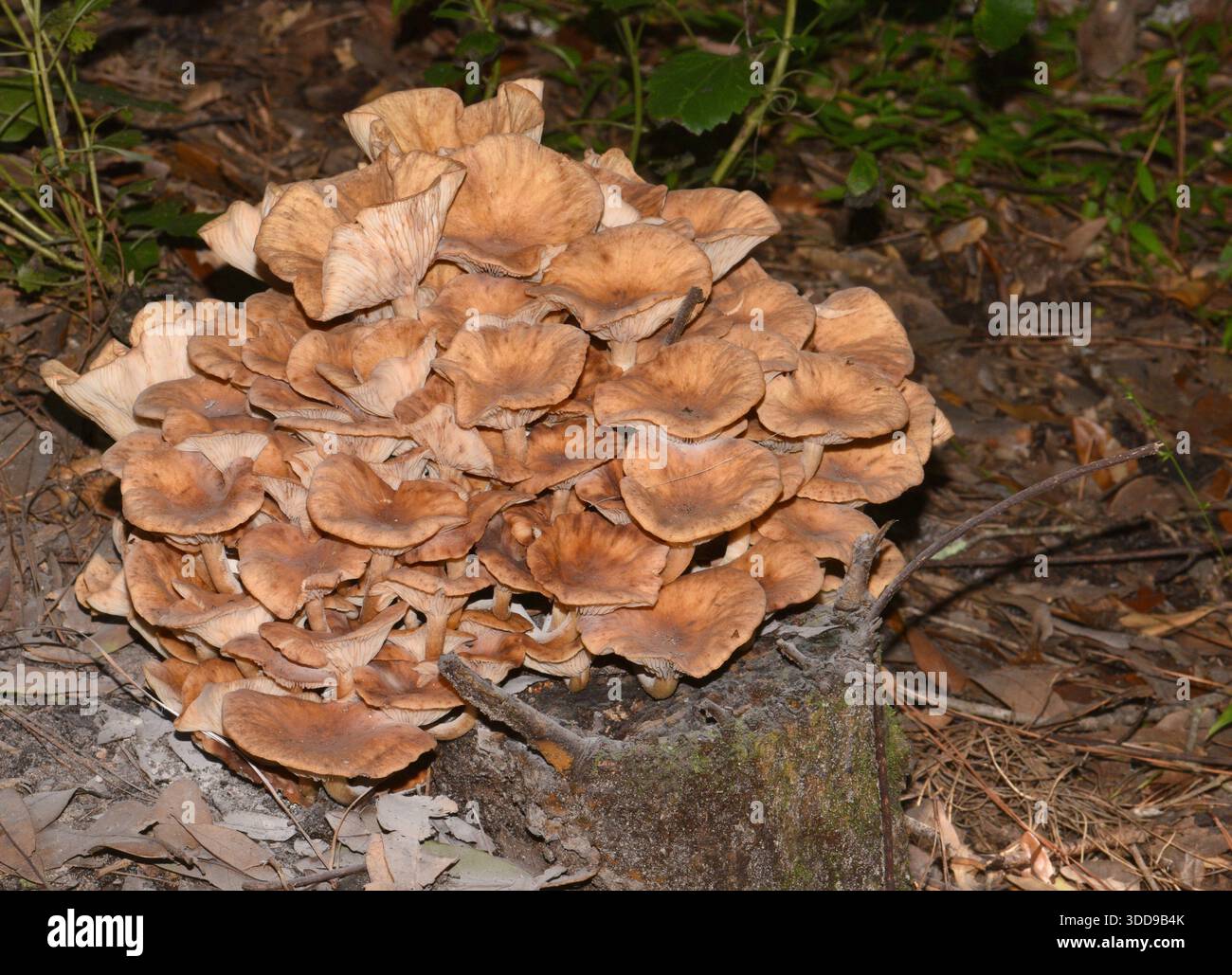 Blue Springs, Florida 14/11/24. Passato primo, cluster più vecchio. Alla base dell'albero di Live Oak. Nota: Il genere cambia da Armillaria. Foto Stock