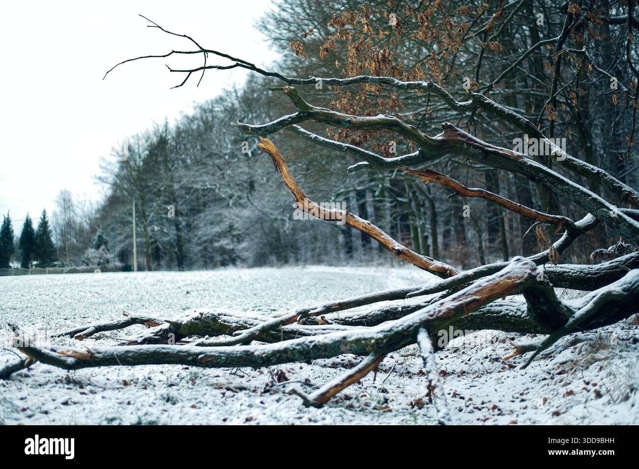 Un grande ramo d'albero caduto leggermente coperto di neve giace su un terreno ghiacciato in un campo aperto vicino al bordo di una foresta dopo una tempesta invernale. Foto Stock