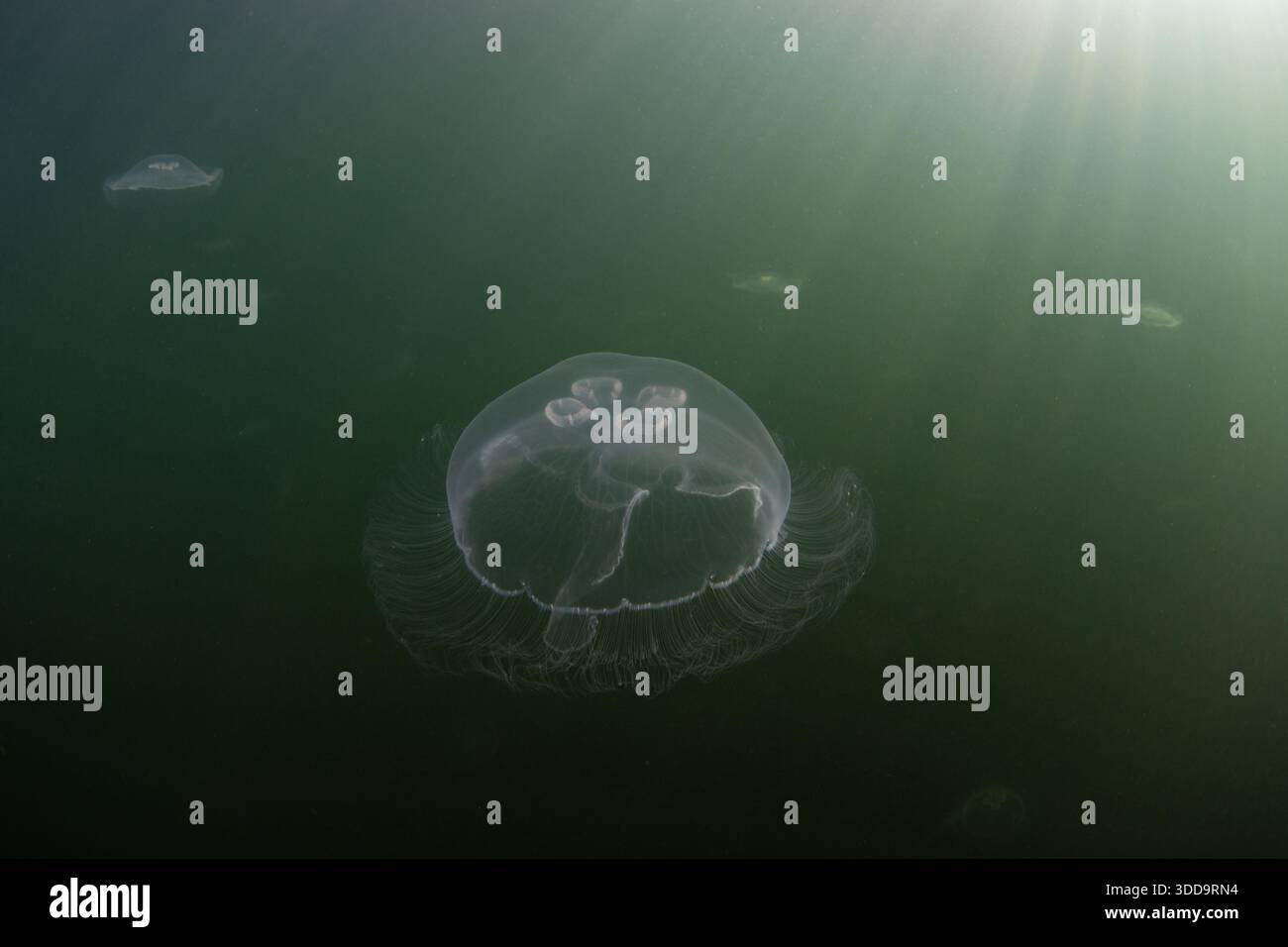 Meduse lunari, Aurelia aurita, nuota in un lago marino a Raja Ampat, Indonesia. Questi animali delicati sopportano una bassa salinità e si nutrono di zooplancton. Foto Stock