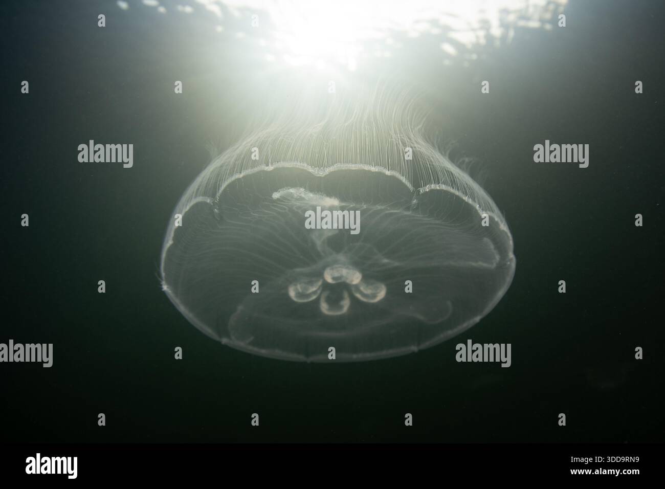 Meduse lunari, Aurelia aurita, nuota in un lago marino a Raja Ampat, Indonesia. Questi animali delicati sopportano una bassa salinità e si nutrono di zooplancton. Foto Stock