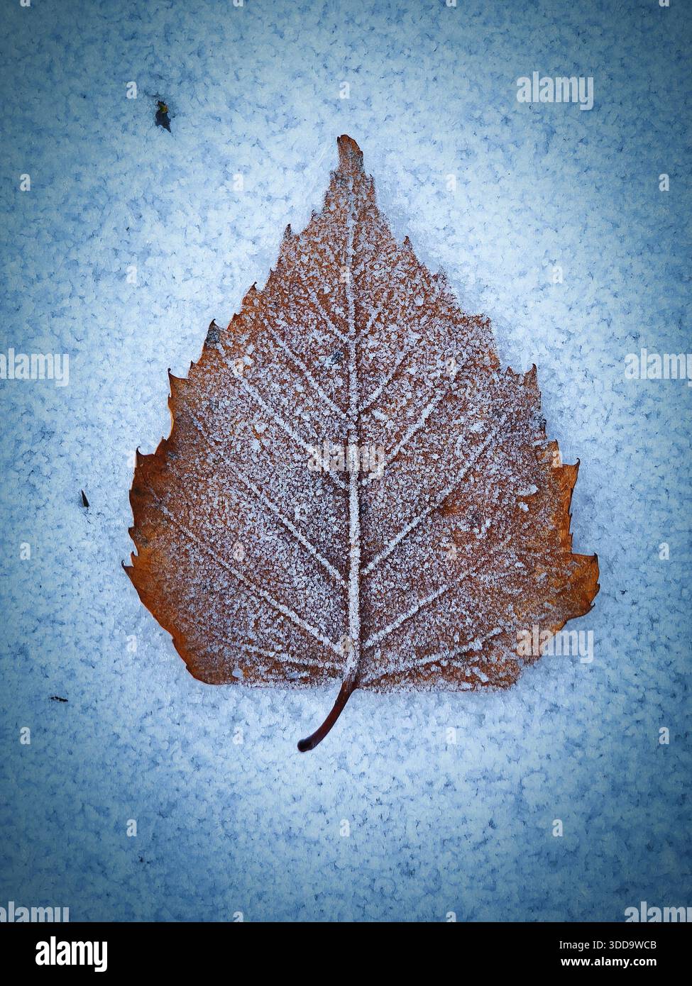 Foglie marroni ricoperte di gelo che riposano su un terreno innevato fresco da vicino, mostrando intricati dettagli di rime ghiacciato e texture naturale alla luce invernale. Foto Stock
