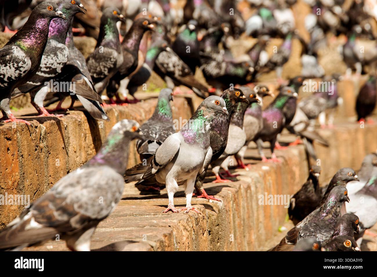 Un grande stormo di piccioni urbani evidenzia la sovrappopolazione e i problemi di salute pubblica. Messa a fuoco selettiva. Foto Stock