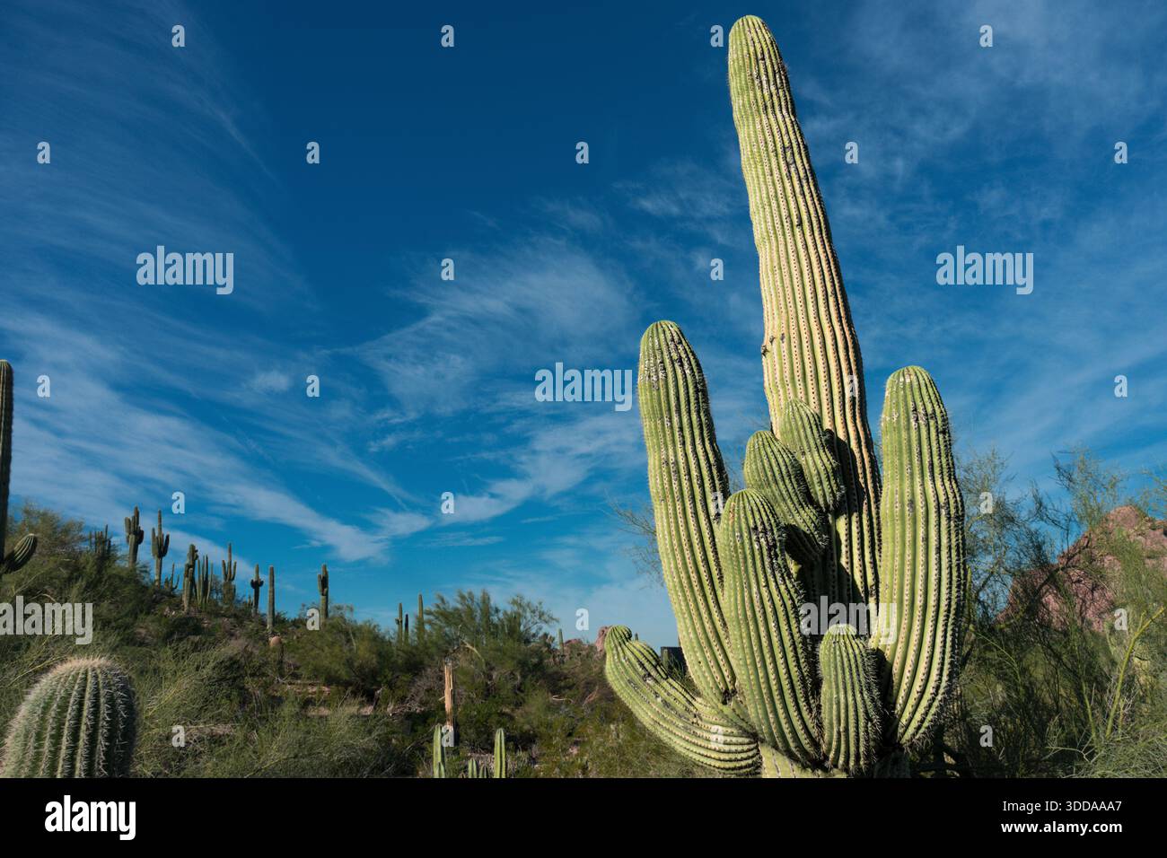Vista di un cactus del saguaro nel deserto di Phoenix, Arizona, USA, contro un cielo scuro e limpido Foto Stock