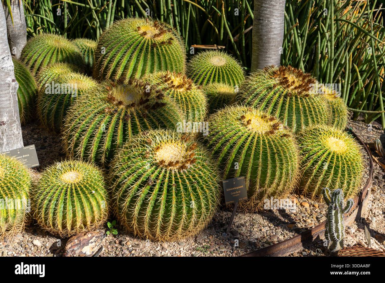 Un gruppo di cactus a botte dorate in via di estinzione (Kroenleinia grusonii) in un giardino desertico Foto Stock