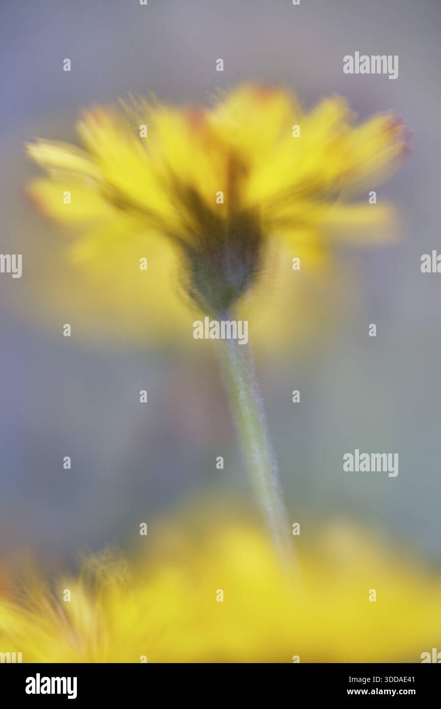 Dente di leone autunnale (Scorzoneroides autumnalis), Kempen, Renania settentrionale-Vestfalia, Germania Foto Stock