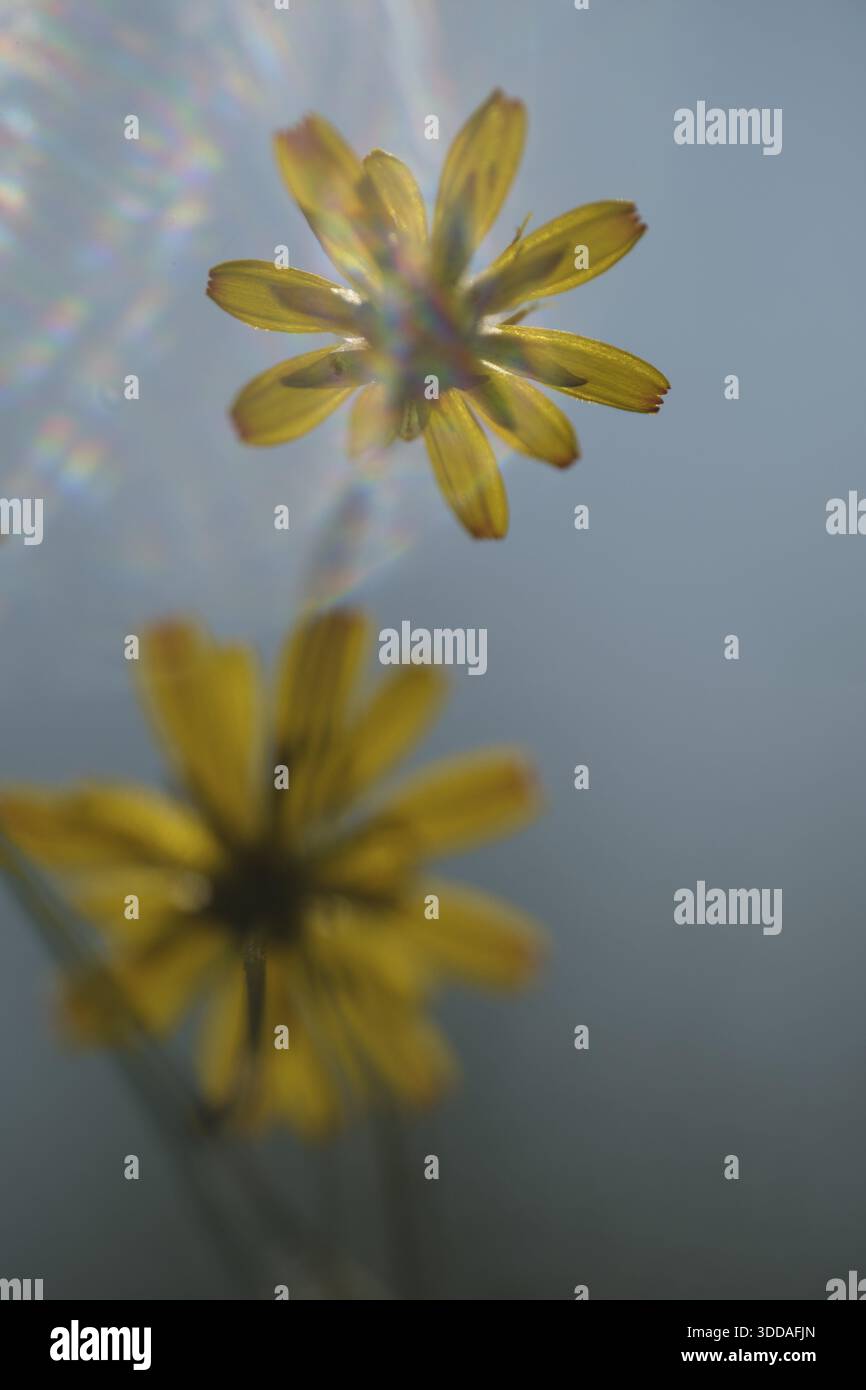 Dente di leone autunnale (Scorzoneroides autumnalis), Kempen, Renania settentrionale-Vestfalia, Germania Foto Stock