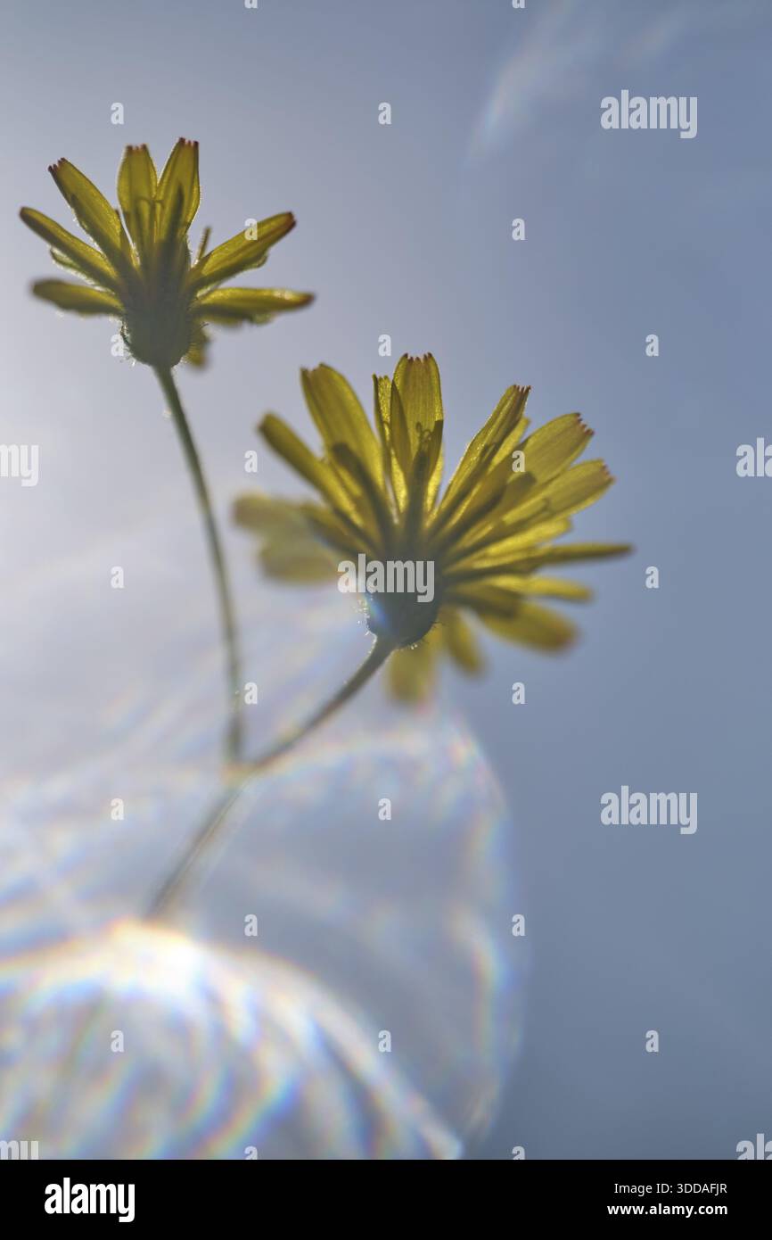 Dente di leone autunnale (Scorzoneroides autumnalis), Kempen, Renania settentrionale-Vestfalia, Germania Foto Stock