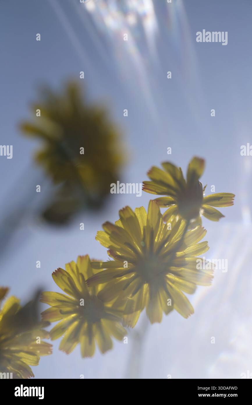 Dente di leone autunnale (Scorzoneroides autumnalis), Kempen, Renania settentrionale-Vestfalia, Germania Foto Stock