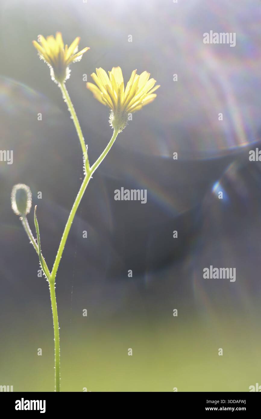 Dente di leone autunnale (Scorzoneroides autumnalis), Kempen, Renania settentrionale-Vestfalia, Germania Foto Stock