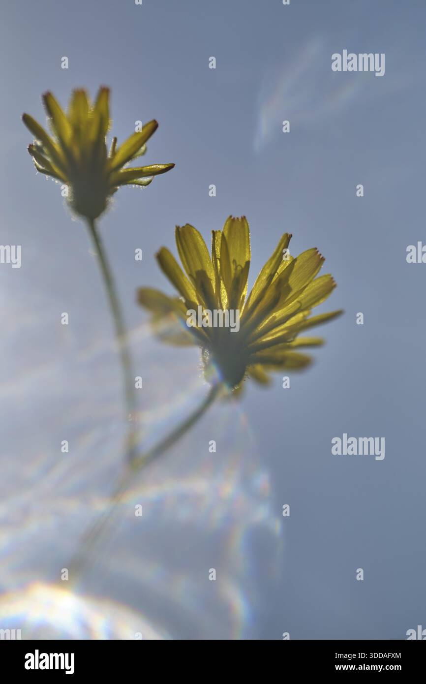 Dente di leone autunnale (Scorzoneroides autumnalis), Kempen, Renania settentrionale-Vestfalia, Germania Foto Stock
