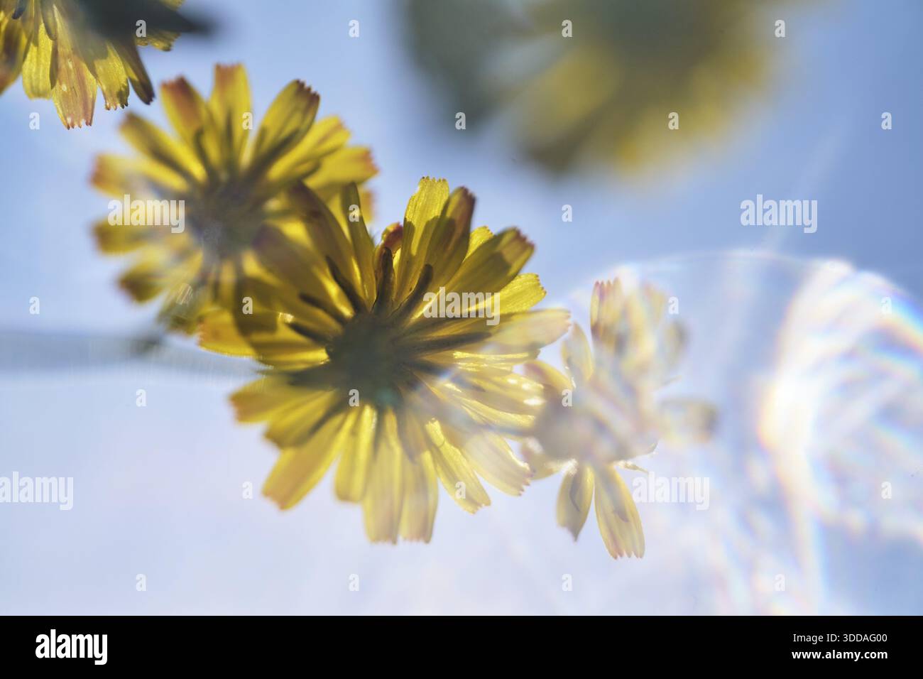 Dente di leone autunnale (Scorzoneroides autumnalis), Kempen, Renania settentrionale-Vestfalia, Germania Foto Stock
