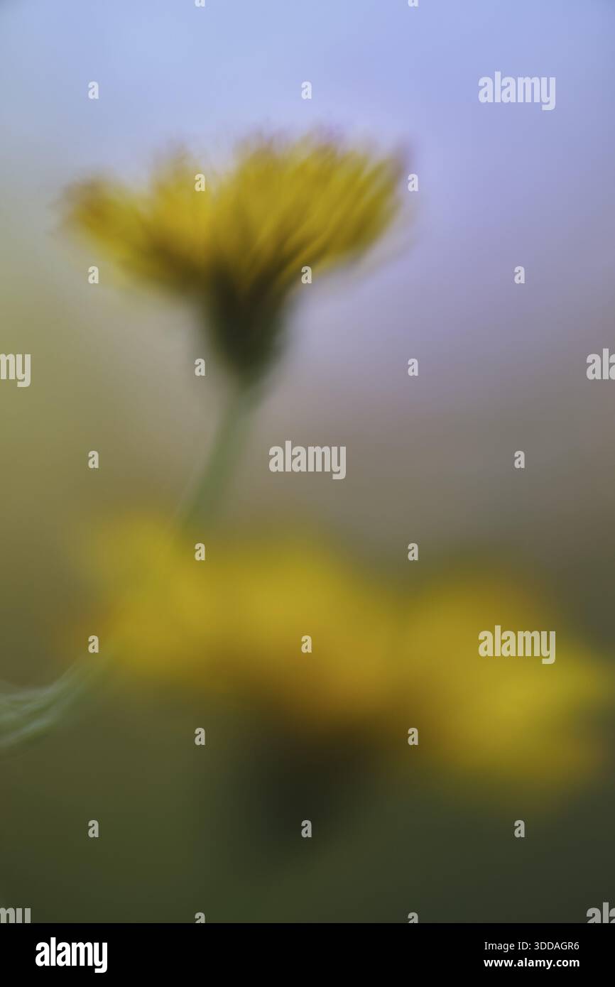 Dente di leone autunnale (Scorzoneroides autumnalis), Kempen, Renania settentrionale-Vestfalia, Germania Foto Stock