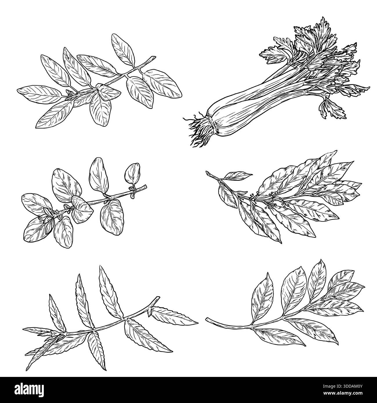Un rametto di origano e basilico, foglie di alloro e un mazzo di sedano, schizzo bianco e nero. Illustrazione vettoriale. Erbe e spezie da cucina isolate su cui Illustrazione Vettoriale