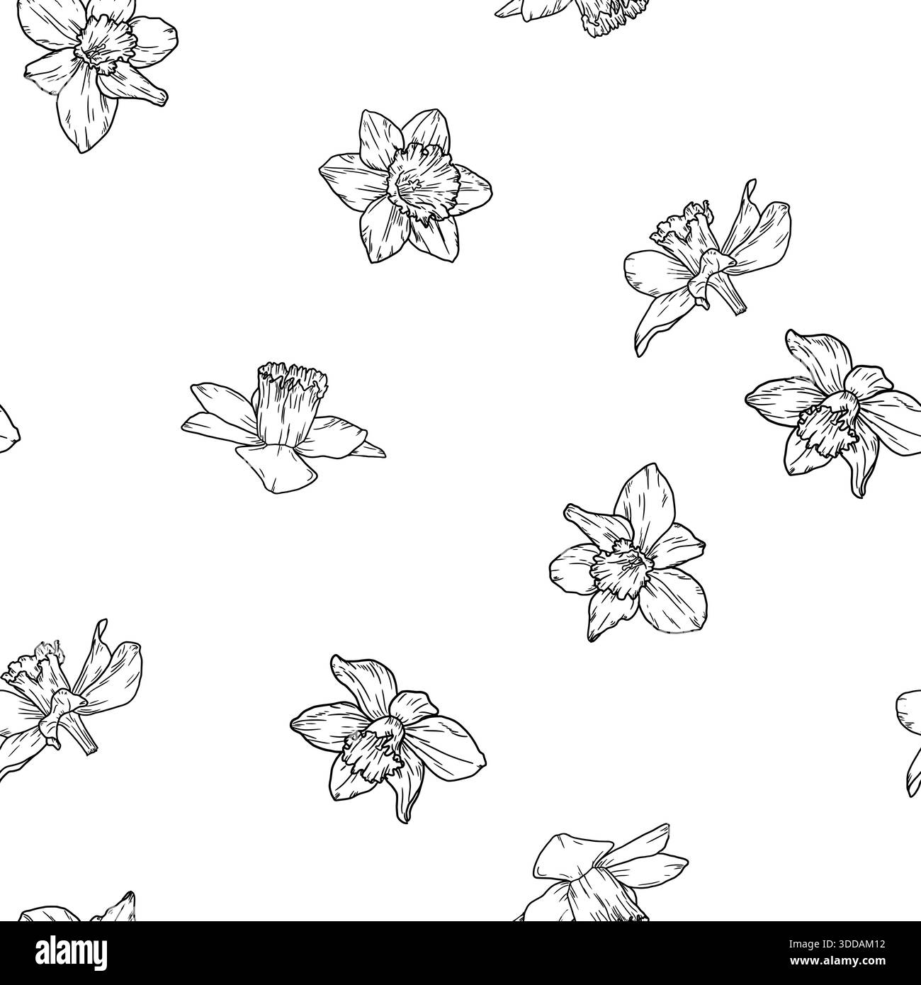 Fiori di Narciso, sketch in bianco e nero. Illustrazione vettoriale. Fiori da giardino primaverili, motivo senza cuciture isolato su sfondo bianco. Per Pasqua, birt Illustrazione Vettoriale