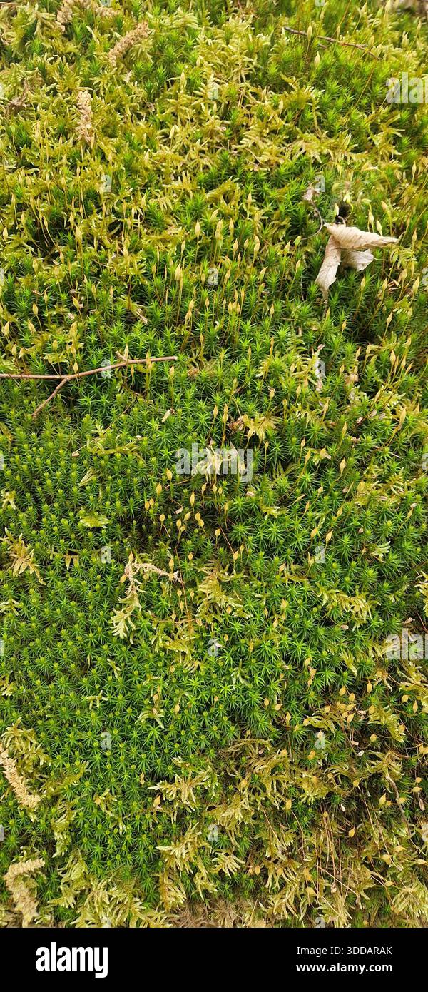 Vista ravvicinata del lussureggiante muschio verde della foresta che ricopre il terreno. Tessuto muschio naturale con delicati sporofiti che crescono in un ambiente boschivo. Foto Stock