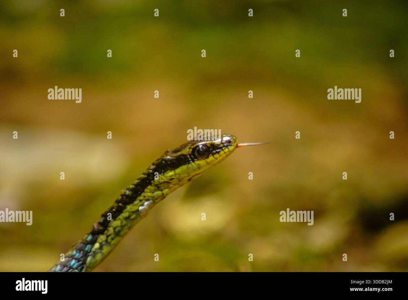 natura selvaggia con serpenti e gatti della giungla. natura selvaggia dell'indonesia Foto Stock