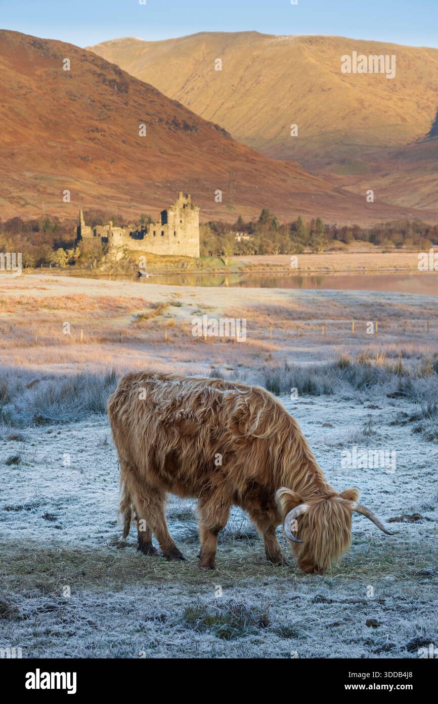 Una giovane mucca delle Highlands che pascolava in una mattina ghiacciata con Loch Awe e Kilchurn Castle a metà inverno. Foto Stock